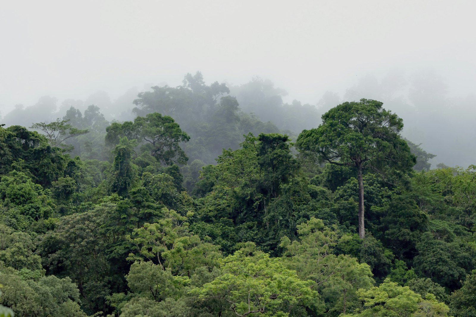 Tall emergent rainforest trees rising above a dense green canopy